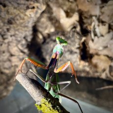 Hierodula majuscula