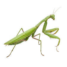 Hierodula membranacea