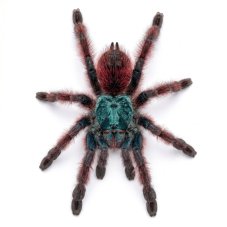 Caribena versicolor