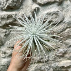 Tillandsia tectorum