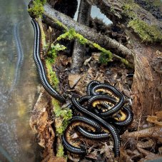Alienostreptus bicoloripes