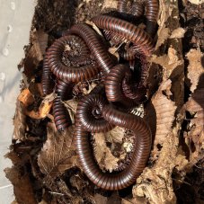 Thyropygus sp.