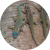 Phelsuma