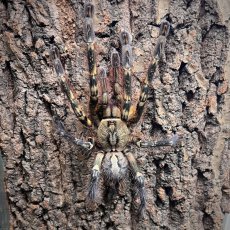Poecilotheria ornata