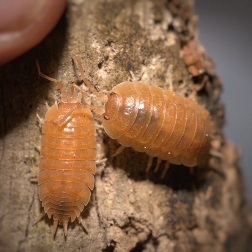Porcellio laevis - Orange