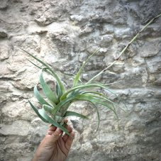 Tillandsia flexuosa vivipara