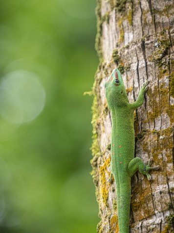Phelsuma grandis invazivní výskyt na ostrově Mauricius