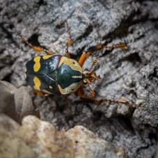 Cheirolasia burkei
