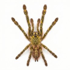 Poecilotheria rufilata