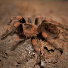 Brachypelma hamorii
