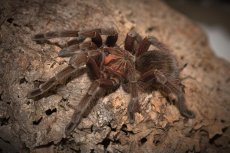 Pamphobeteus platyomma