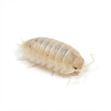 Porcellio laevis - White