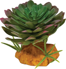 Repto Plant Echeveria