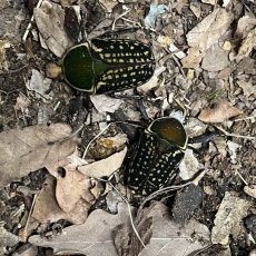 Megalorrhina harrisi harrisi