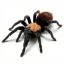 Brachypelma albiceps