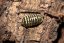 Armadillidium maculatum - Yellow zebra