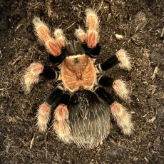 Brachypelma boehmei