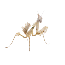Idolomantis diabolica