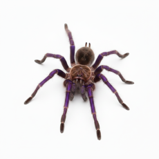 Pamphobeteus sp. Tigris