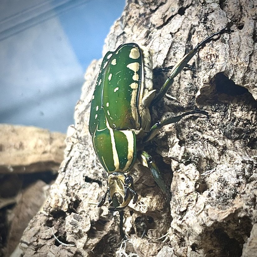 Chelorrhina polyphemus confluens - Varianta: L1
