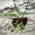 Dendrobium kingianum