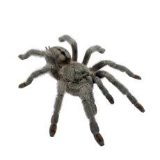 Psalmopoeus cambridgei