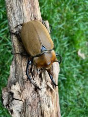 Megasoma elephas