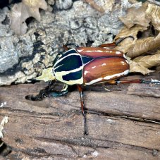 Mecynorhina torquata ugandensis - Brown/Black