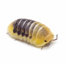 Cubaris sp. Jupiter