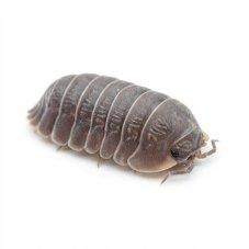 Cubaris murina