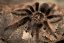 Tliltocatl albopilosus - Nicaragua