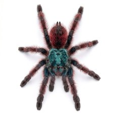 Caribena versicolor