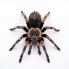 Brachypelma auratum
