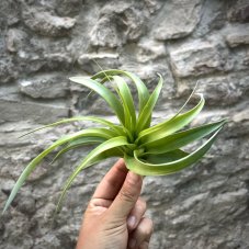 Tillandsia Marvelous Masterpiece