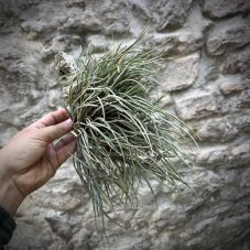 Tillandsia albertiana