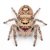 Phidippus regius Lee Country
