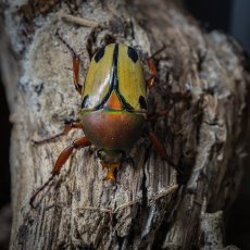 Eudicella trilineata interruptefasciata