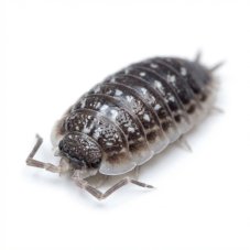 Porcellio haasi - Dark