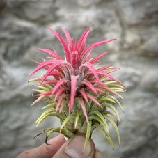 Tillandsia ionantha huamelula