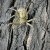 Heteropoda venatoria