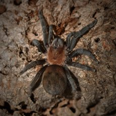 Tliltocatl schroederi