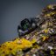 Phidippus regius Everglades