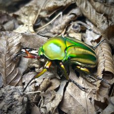 Eudicella schultzeorum