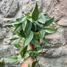 Epipremnum pinnatum 'Cebu Blue'