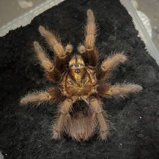 Phormictopus auratus