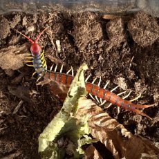Scolopendra morsitans "Red Head"