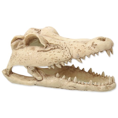Decoration REPTI PLANET Crocodile skull 13.8 cm