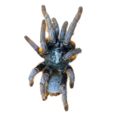 Ornithoctoninae sp. Vietnam Silver
