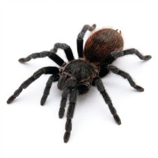 Tliltocatl epicureanum