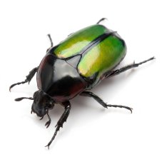 Chlorocala conjux